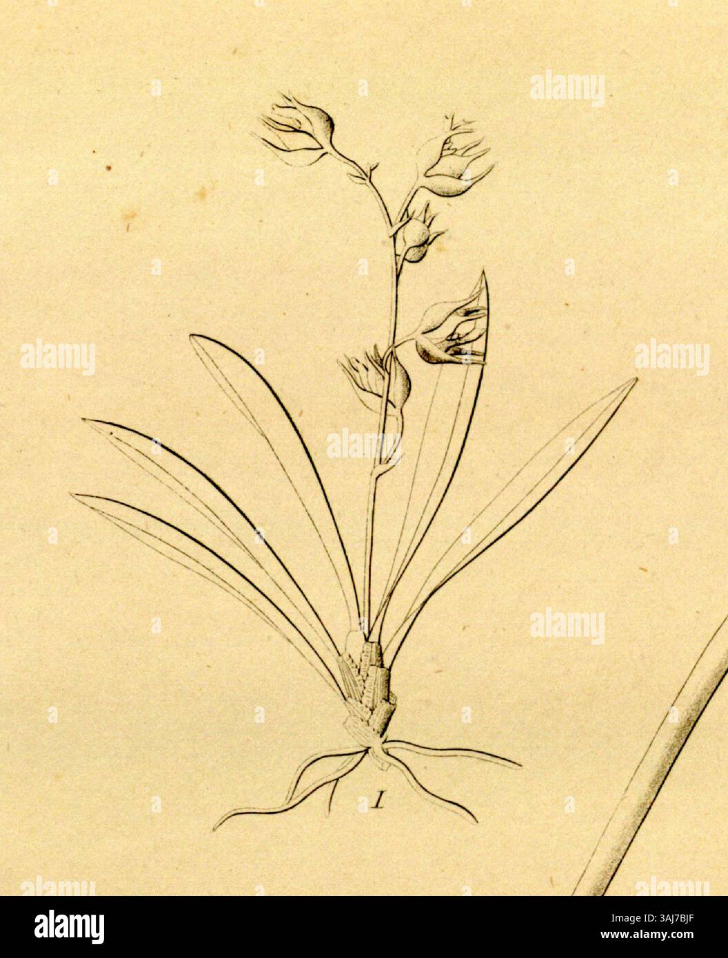 Cette illustration botanique de 1858 par Heinrich Gustav Reichenbach présente Papperitzia leiboldii et Cohniella quekettioides, espèces d'orchidées. L'image fait partie de 'Xenia', mettant en évidence diverses espèces d'orchidées dans une illustration scientifique détaillée. Banque D'Images