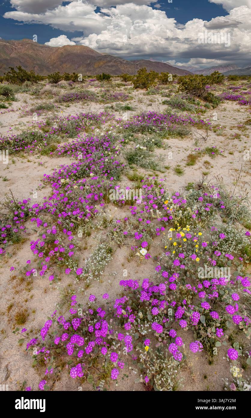 Le sable du désert de la verveine, Anza Borrego SP - Californie Banque D'Images