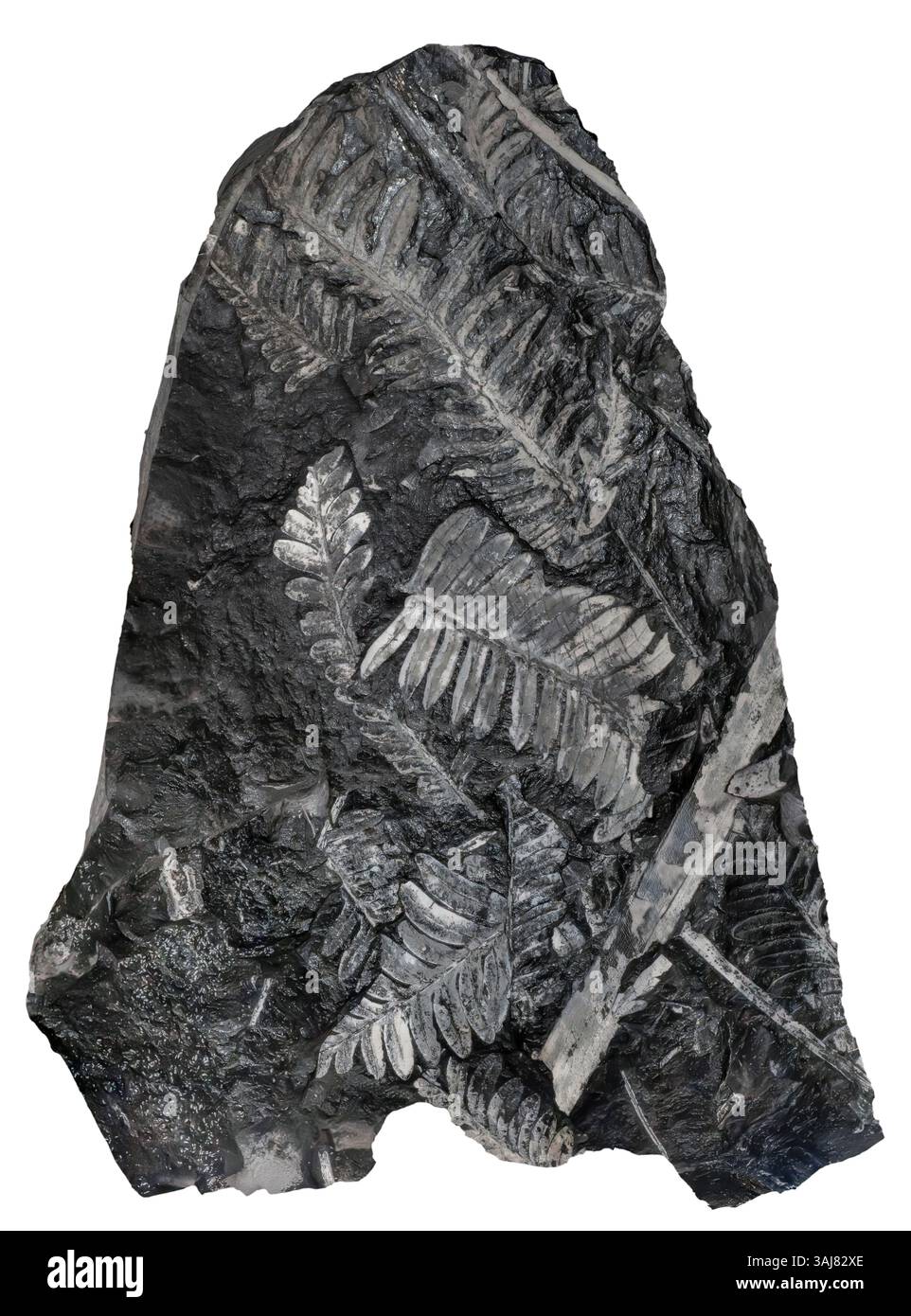 Fossil Ferns, composé clair, PA Neuropter ovata, Pecopteris et Cordaites Species Banque D'Images