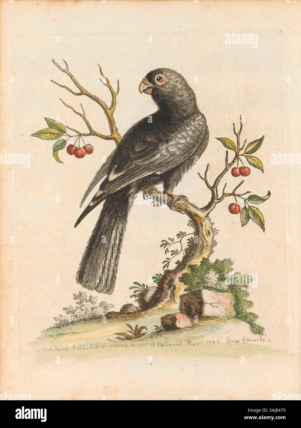 Cette gravure de 1743 de George Edwards représente 'le perroquet noir de Madagascar', maintenant reconnu comme le perroquet vasa inférieur, illustrant les premières études ornithologiques. Banque D'Images