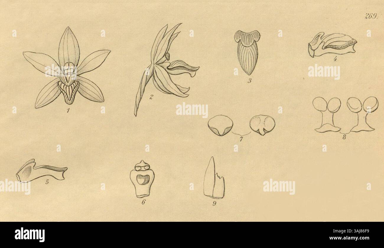 L’illustration botanique de Heinrich Gustav Reichenbach réalisée en 1893 met en valeur Vanda griffithii et Pomatocalpa spicatum, deux espèces d’orchidées. Ces représentations détaillées font partie de ses contributions botaniques dans la série Xenia. Banque D'Images