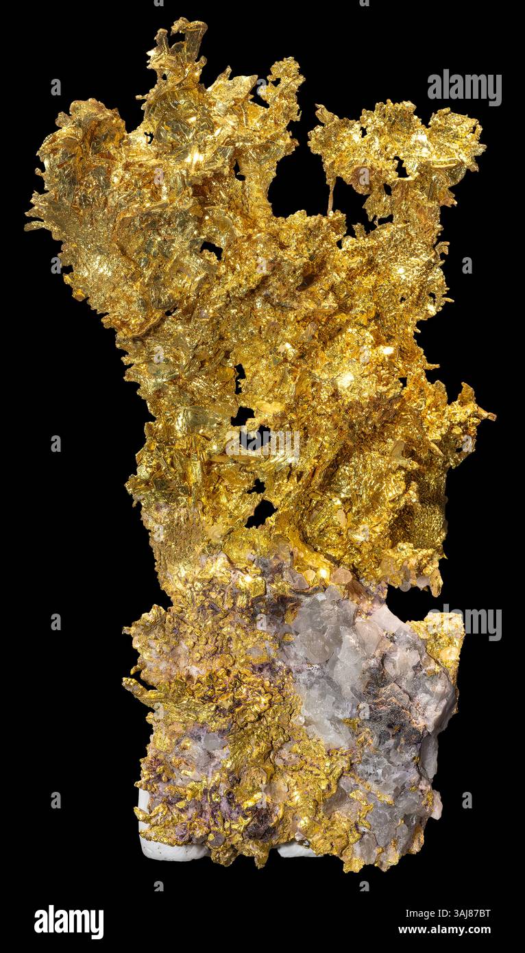 Or et quartz, mine Eagle's Nest, Californie L'or de la mine Eagle's Nest, Californie, est réputé pour son spectaculaire or natif cristallisé Banque D'Images