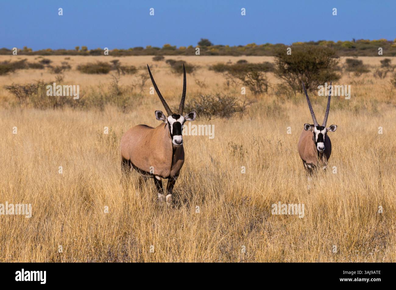Gemsbock, beisa, oryx sud-africain (Oryx gazella), deux gemsboks debout dans de grandes herbes sèches, vue de face, Botswana, réserve de gibier du Kalahari central, dece Banque D'Images