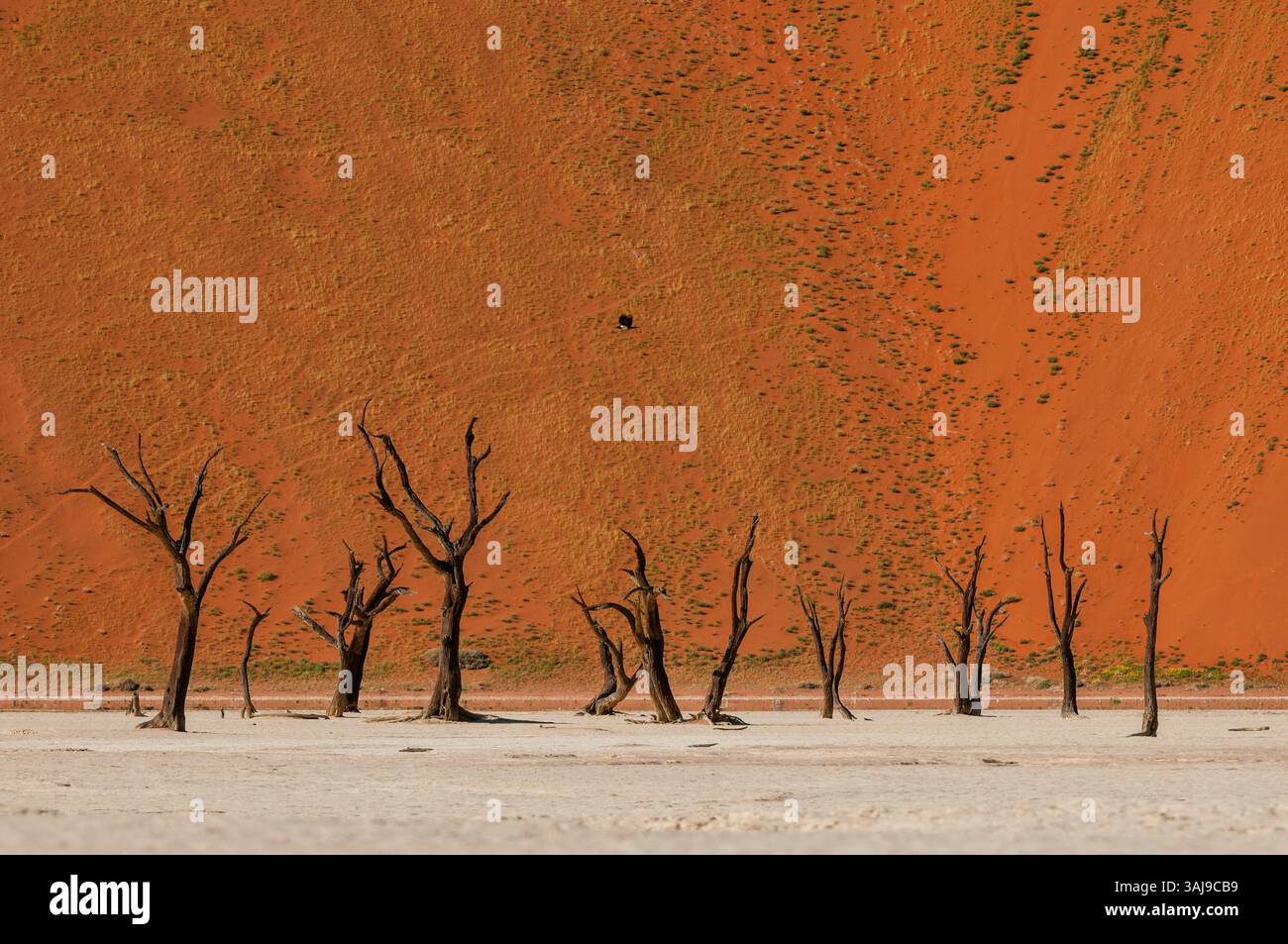 Épines de chameau et dunes de sable rouge dans le parc national de Sossusvlei, Namibie, Sossusvlei, Namib Naukluft Banque D'Images