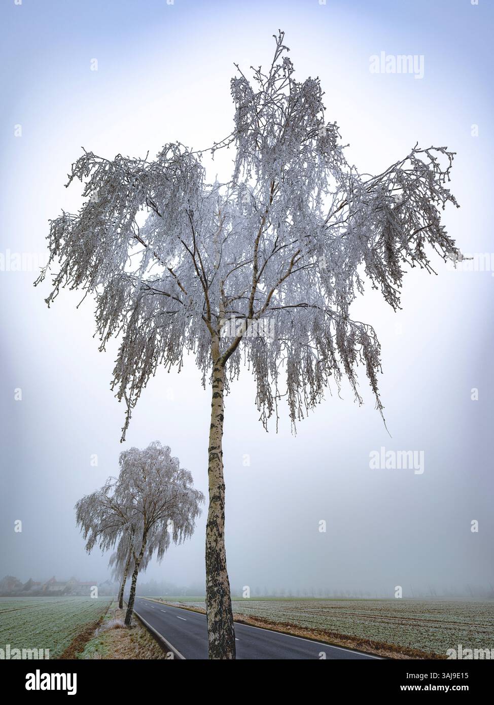 Bouleau commun, bouleau argenté, bouleau blanc européen, bouleau blanc (Betula pendula, Betula alba, Betula verrucosa), arbres avec givre dans le brouillard sur un co Banque D'Images