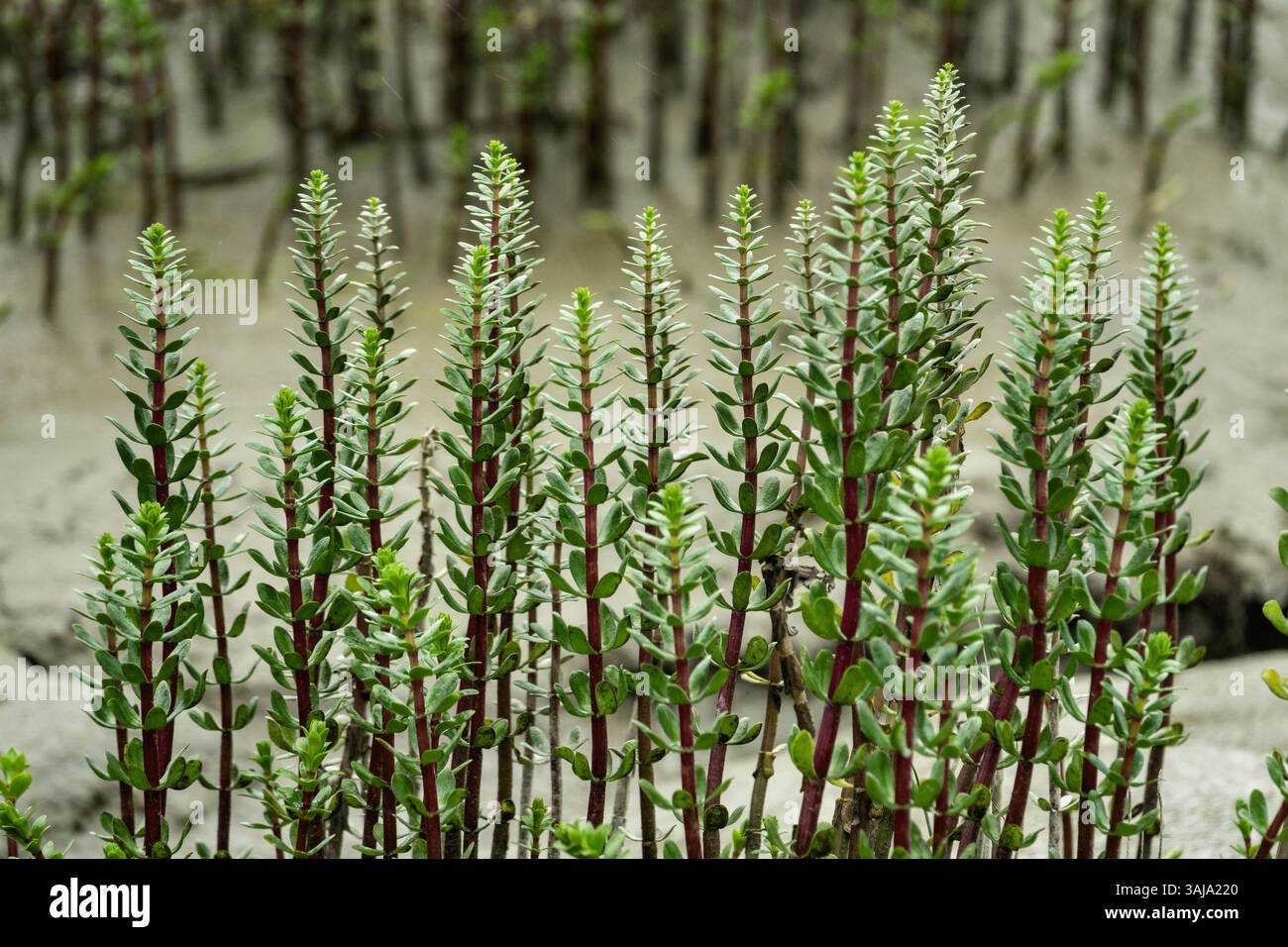 Le 3 août 2017 - McNeil River, AK, États-Unis d'Amérique - queue de jument commune poussant dans le pré du sanctuaire de chasse de l'État de McNeil River sur la péninsule de Kenai, Alaska. Le site éloigné n'est accessible qu'avec un permis spécial et constitue la plus grande population saisonnière d'ours bruns de worldâ€™ dans leur environnement naturel. (Crédit image : © Richard Ellis via ZUMA Wire) Banque D'Images