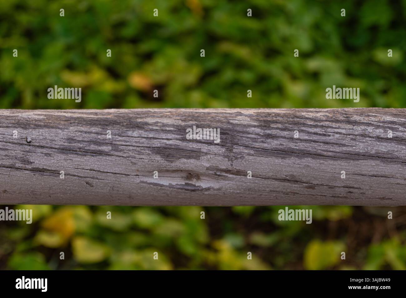 Un tronc d'arbre perdant sa peinture blanche sur fond de jardin à Lima, au Pérou Banque D'Images
