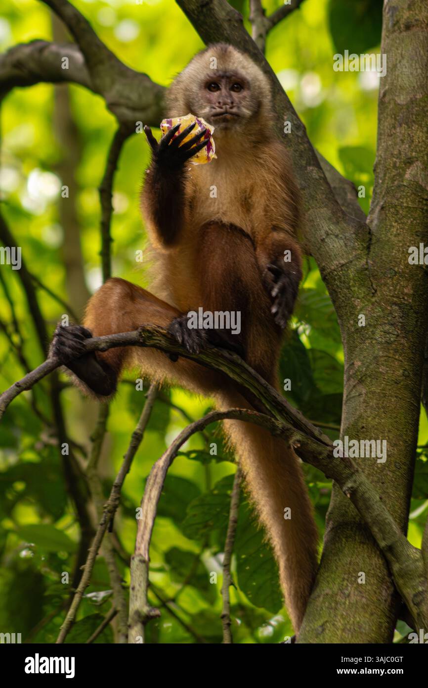 Singe capucin sentinelle mangeant des fruits sur Monkey Island à Tambopata, forêt amazonienne péruvienne. Banque D'Images