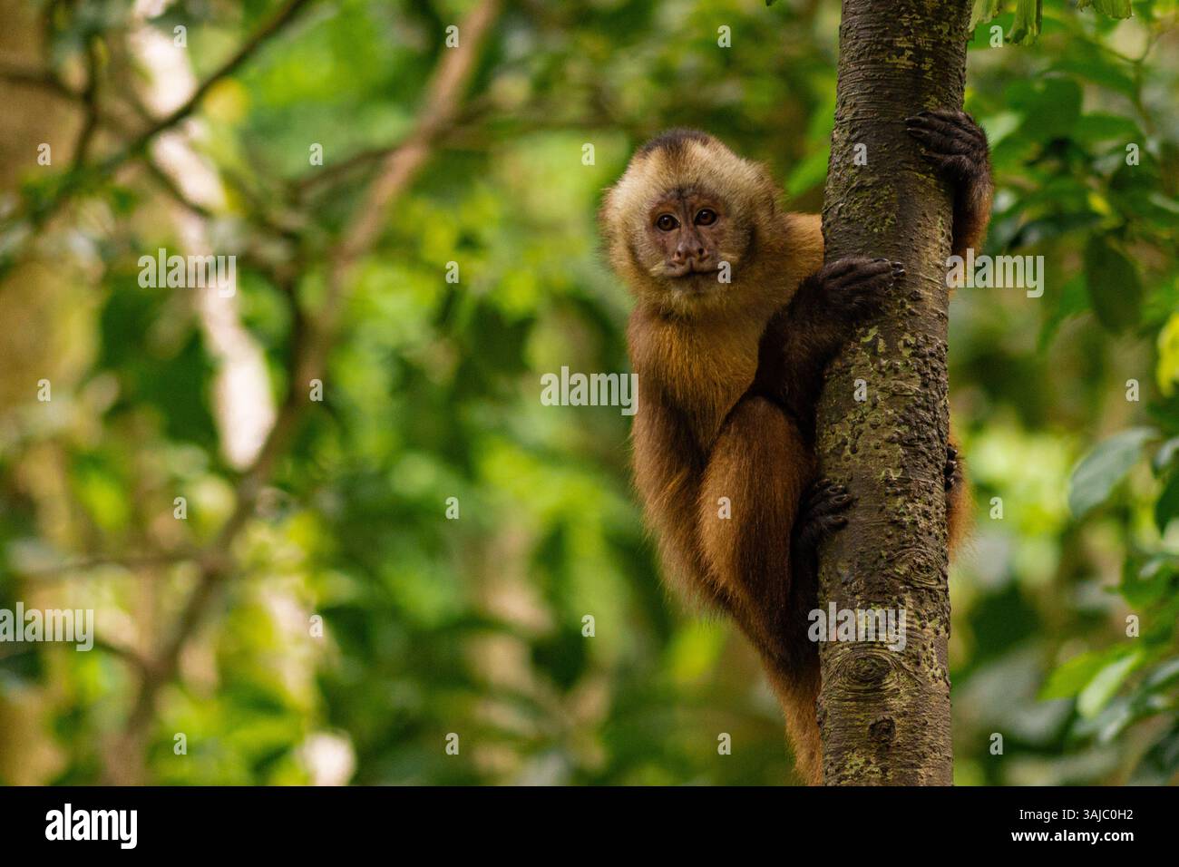 Singe capucin sentinelle sur Tambopata Monkey Island, forêt amazonienne péruvienne. Banque D'Images