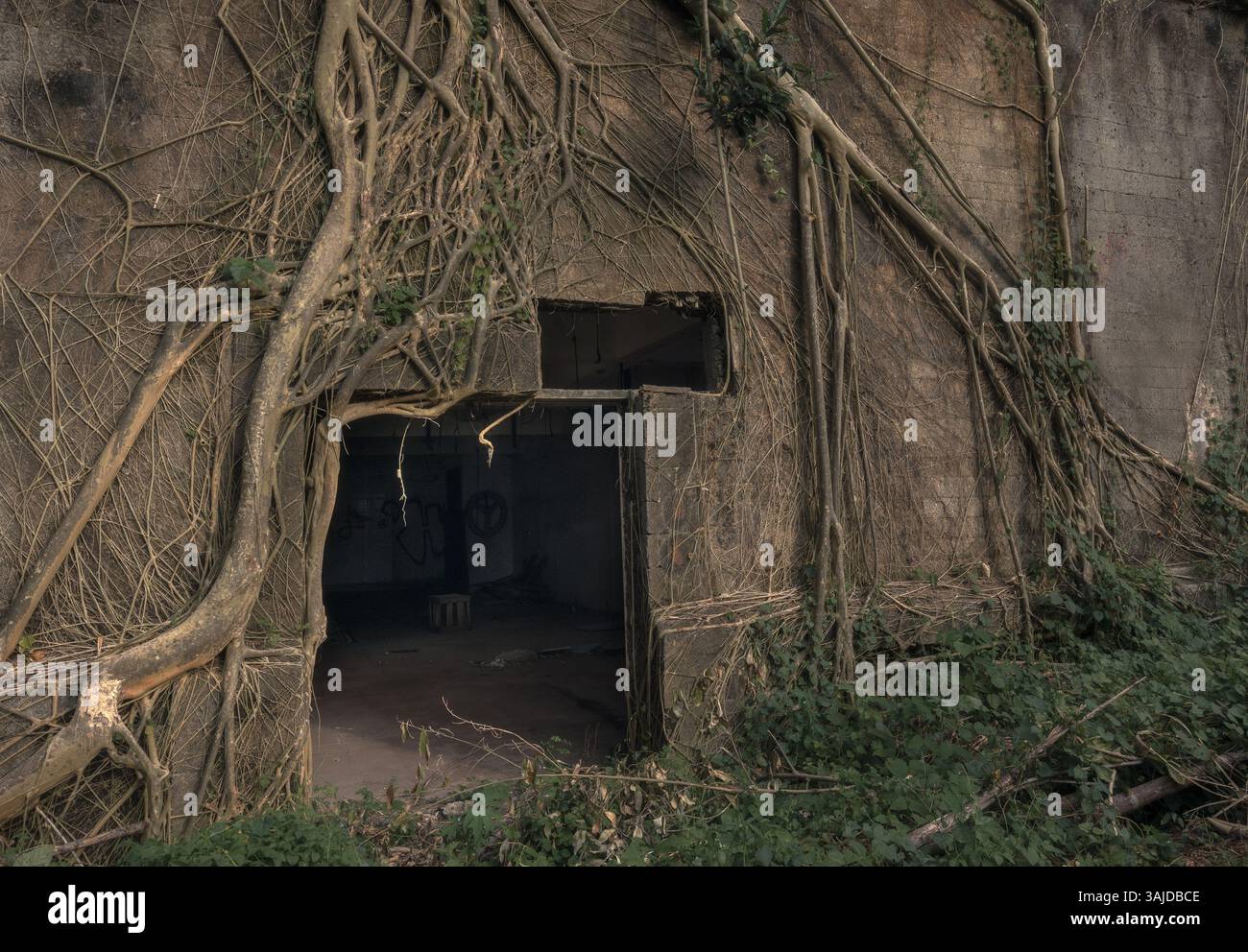 Vieux bâtiment sinistre délabré envahi par les racines d'un arbre tropical Banque D'Images