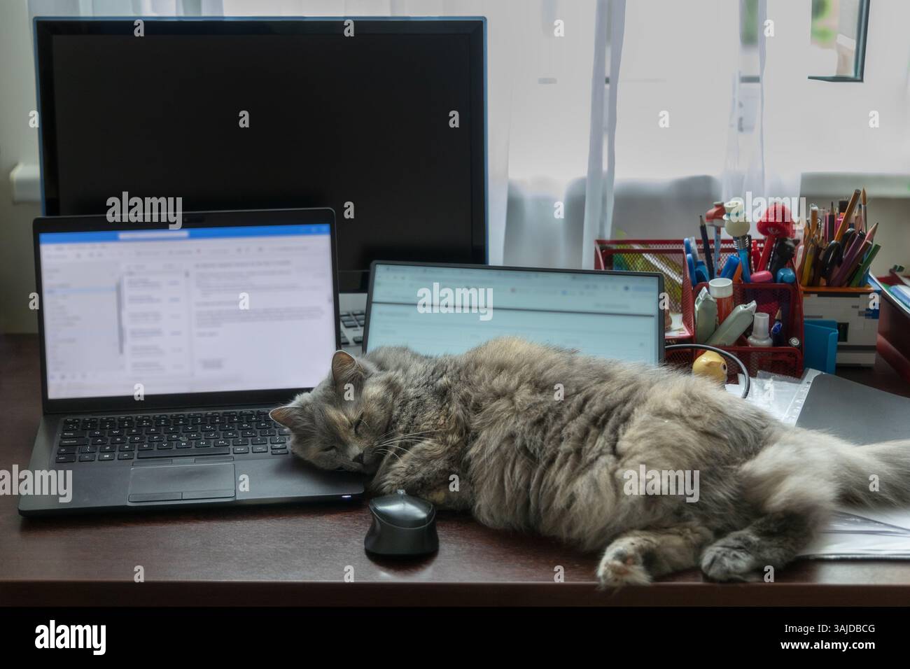 Gros chat moelleux endormi paisiblement à la table de travail parmi les ordinateurs portables, ordinateur de bureau, tablette et articles de papeterie Banque D'Images
