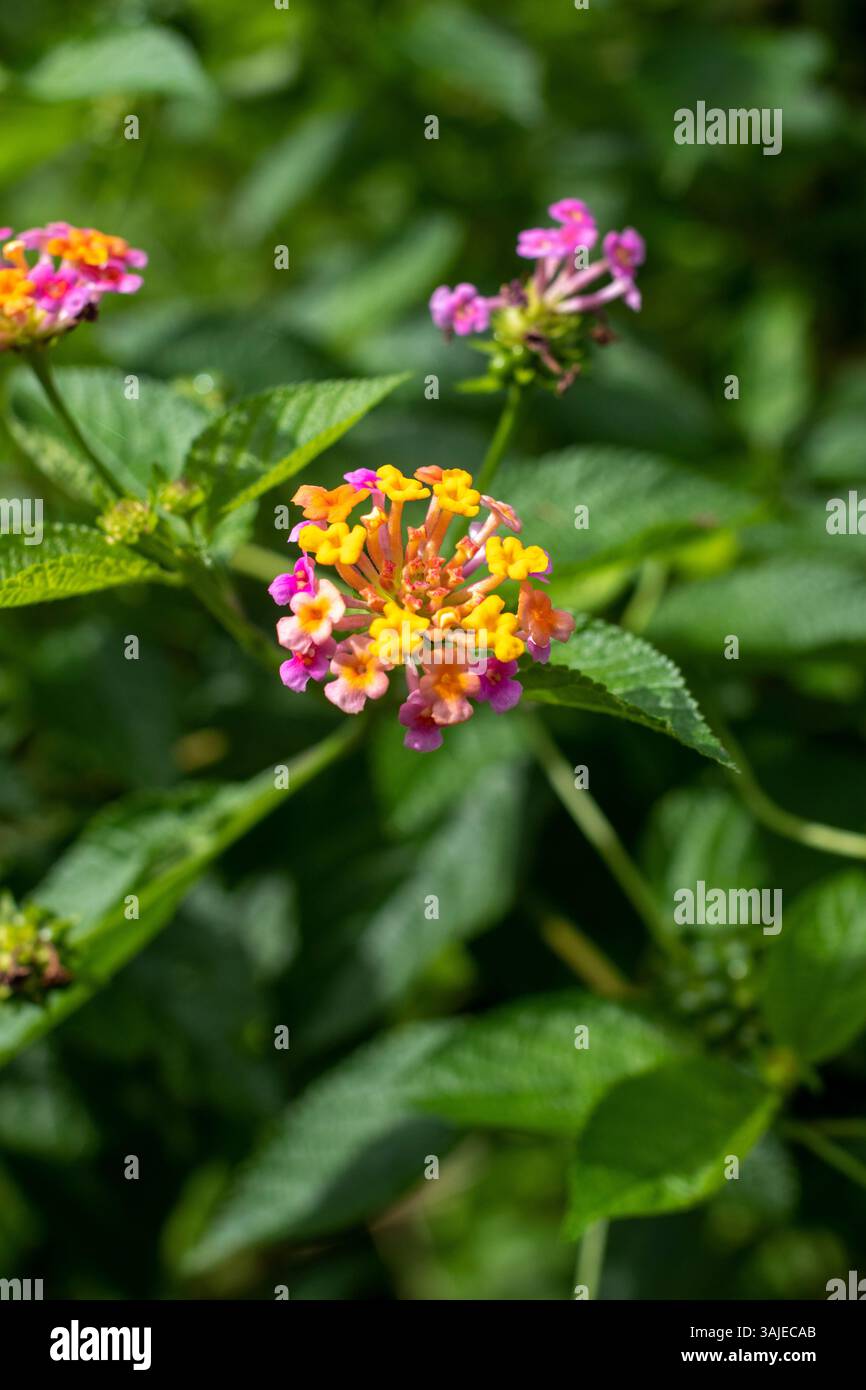 Fleurs de camara Lantana fleurissent dans le jardin en été Banque D'Images Fleurs de camara Lantana fleurissent dans le jardin en été Banque D'Images