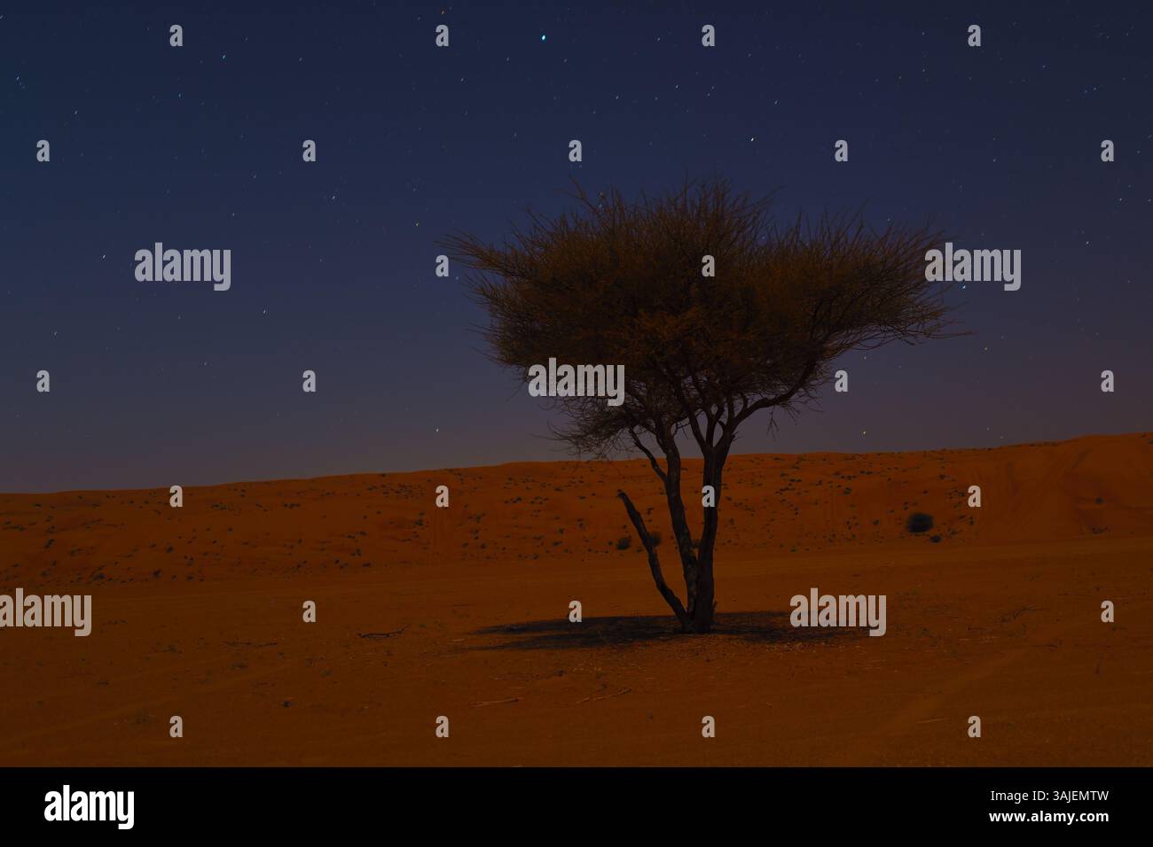 Nuit au clair de lune dans le désert de Rub Al Khali, Sultanat d'Oman. Péninsule arabique. Étoiles et arbre d'acacia. Wahiba Sands Banque D'Images