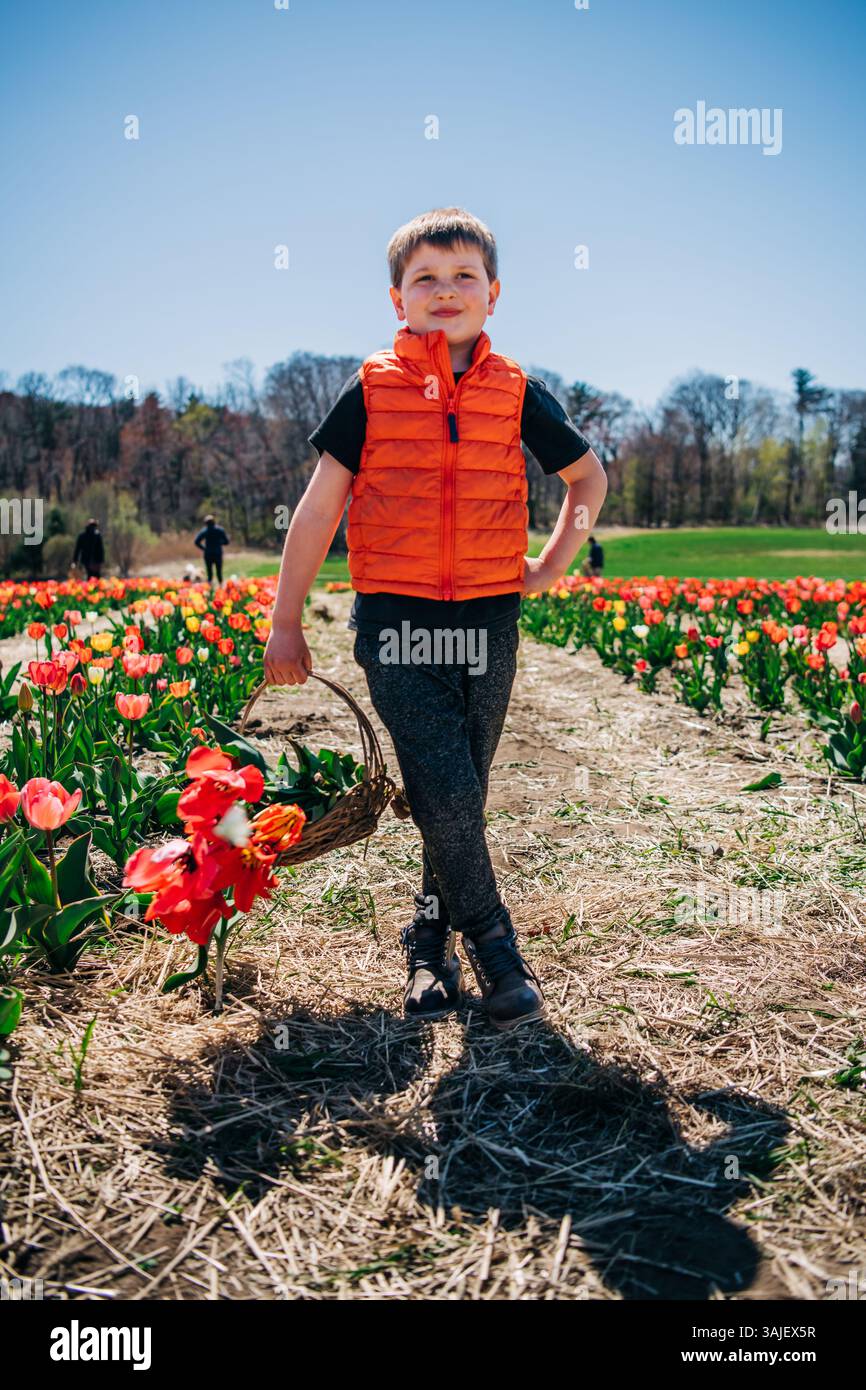 Garçon avec panier de tulipes marchant à travers un champ de fleurs de printemps Banque D'Images