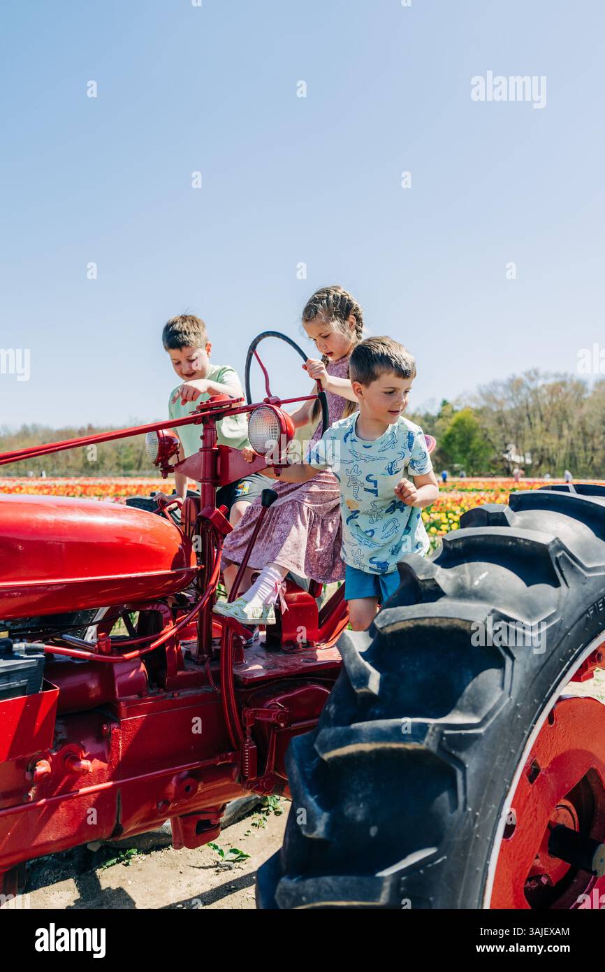Trois enfants grimpant et jouant sur un tracteur rouge dans un champ de tulipes Banque D'Images