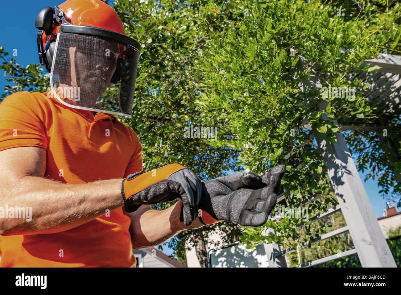 Un travailleur portant une chemise orange et un équipement de sécurité met des gants avant de tailler des arbres dans une cour de banlieue bien entretenue par une journée ensoleillée. Vert fo Banque D'Images