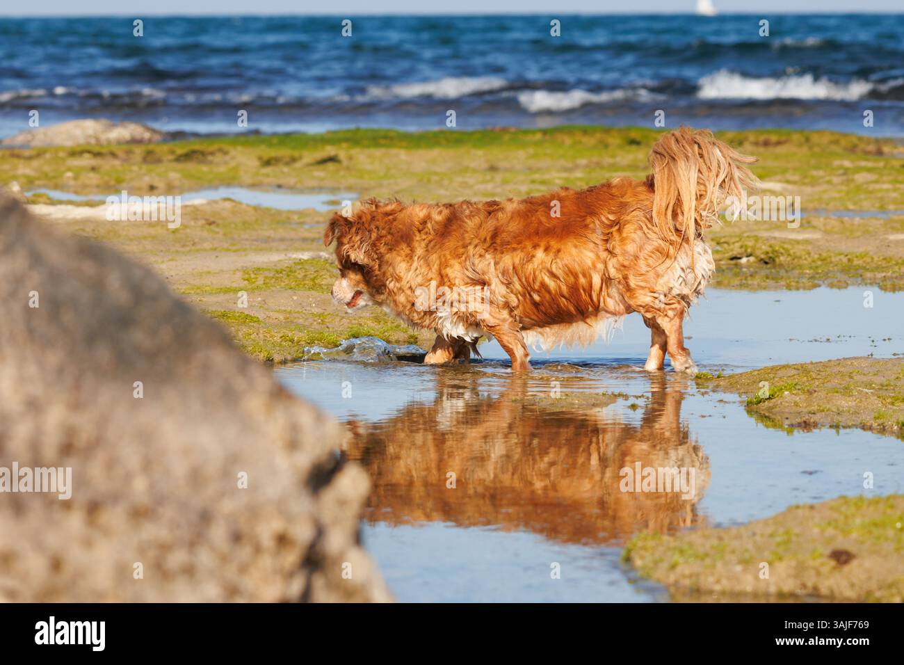 Chien orange plus âgé jouant dans une flaque sur la plage avec des reflets, Alicante, Espagne Banque D'Images
