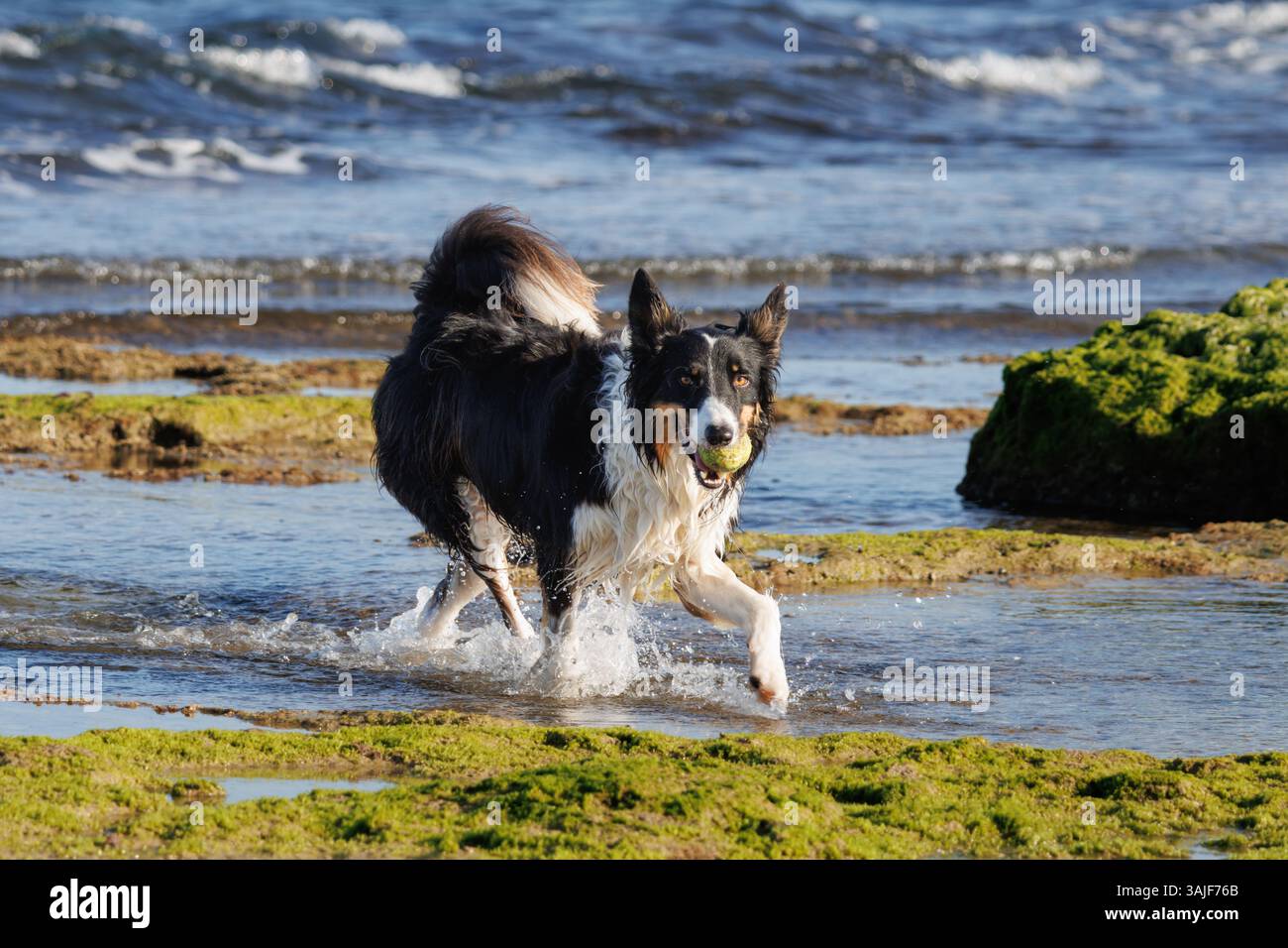Chien Border collie jouant avec une balle de tennis sur le bord de mer, Alicante, Espagne Banque D'Images