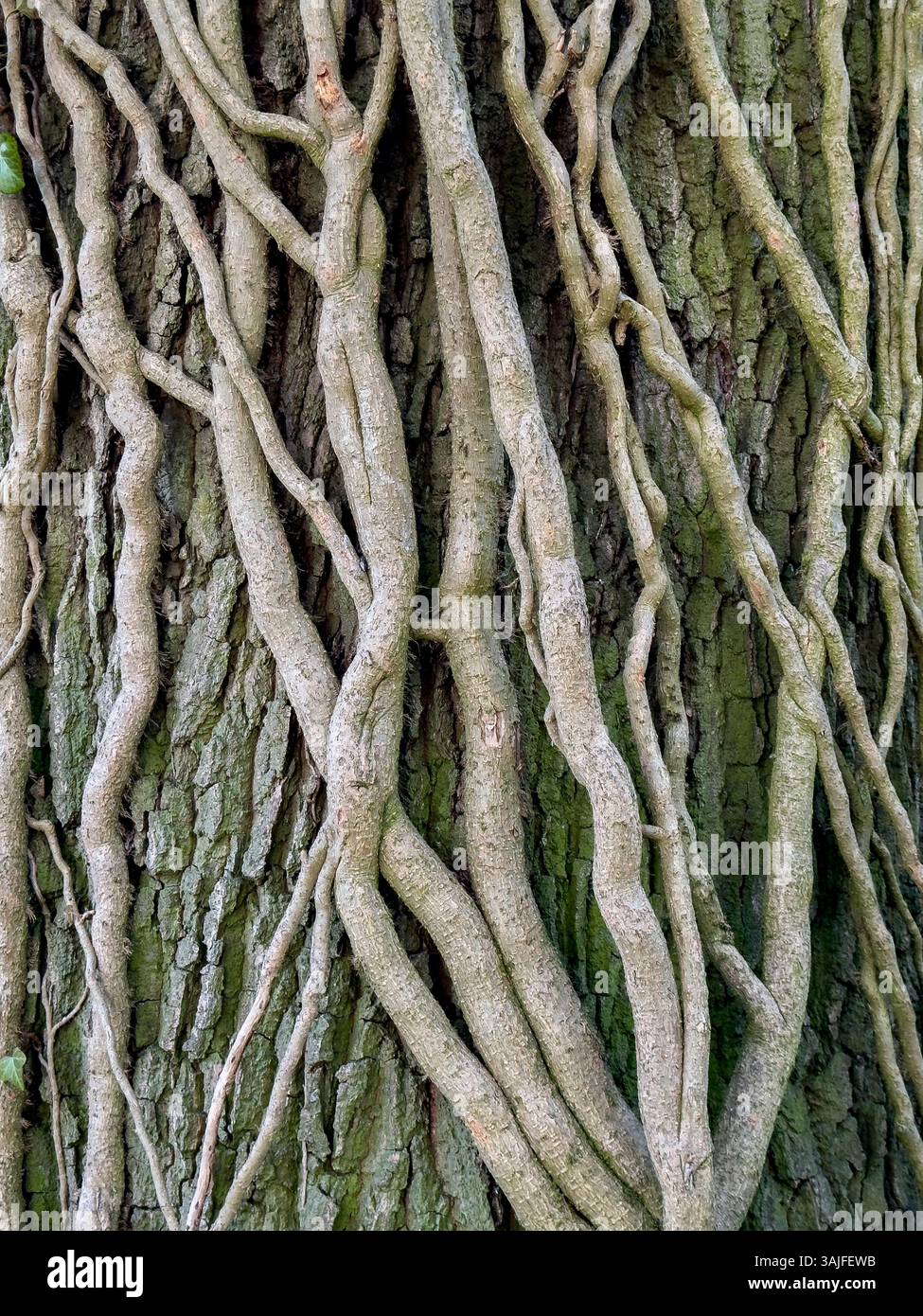Vignes poussant un tronc d'arbre dans les bois dans le North Yorkshire dans le nord-est de l'Angleterre. Banque D'Images