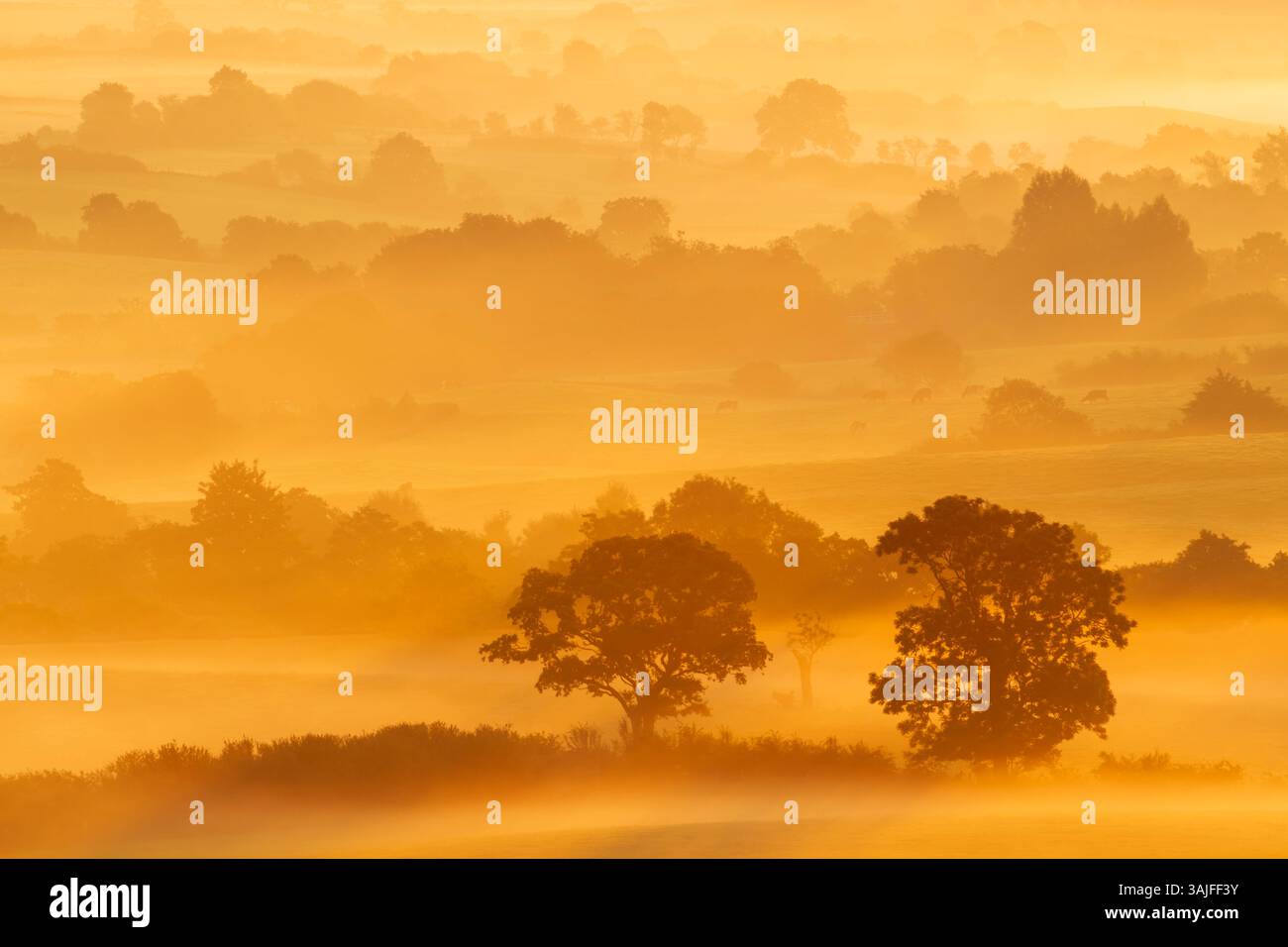 Vue du début de l'automne avec le soleil éclairant la brume basse, regardant à travers les champs avec le bétail dans la vallée d'Esk dans le nord de York Moors PA national Banque D'Images