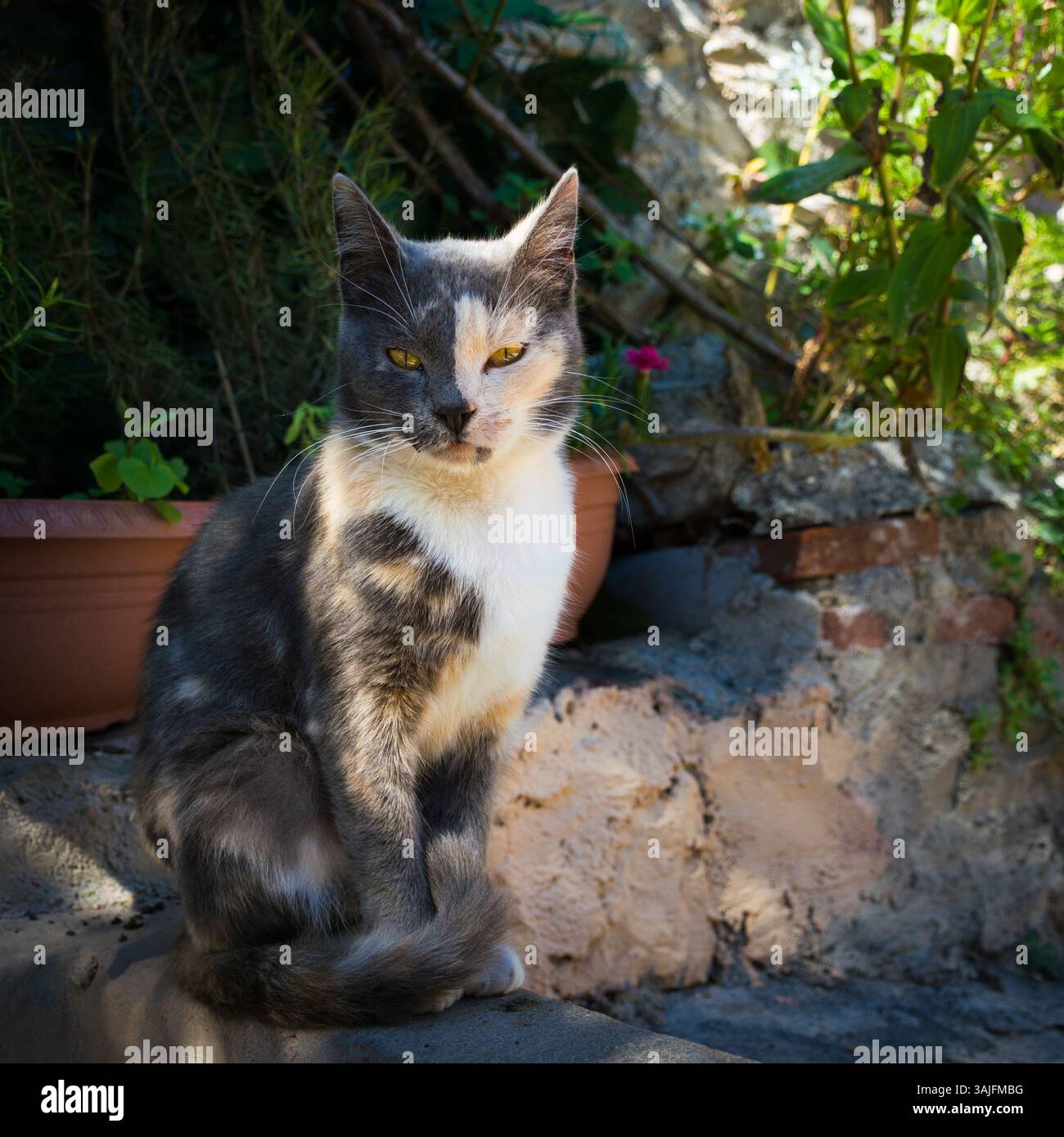 Chat mignon moitié noir et moitié orange regardant dans la caméra au site archéologique de Mystras en Laconie, Grèce Banque D'Images