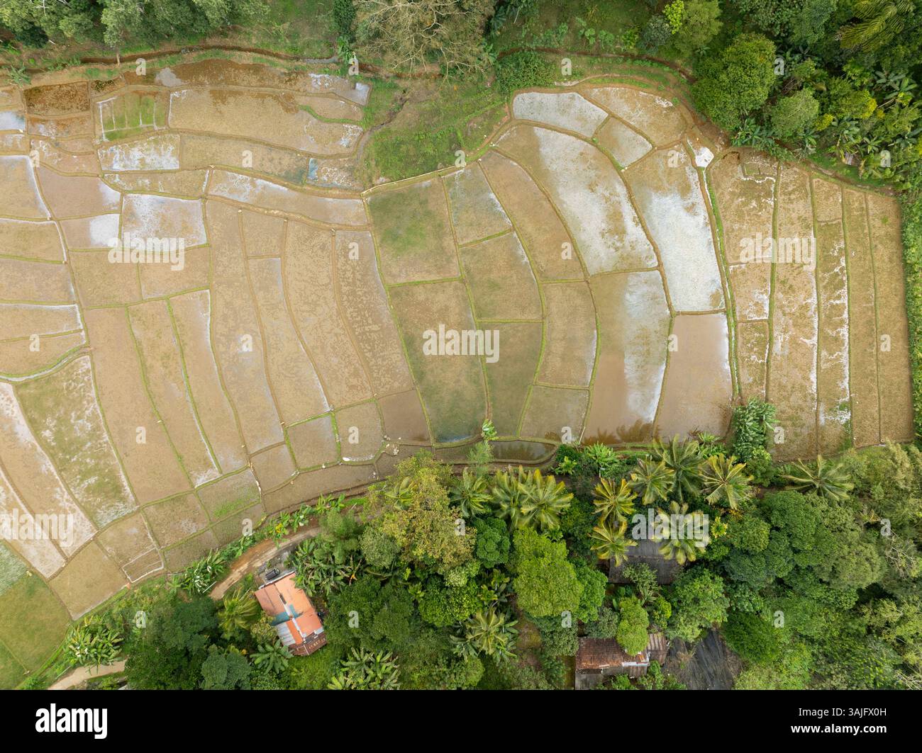 Vue aérienne des rizières de Daulagala, Sri Lanka, mettant en valeur les méthodes agricoles traditionnelles avec des motifs complexes de champs, bordées par une végétation luxuriante A. Banque D'Images