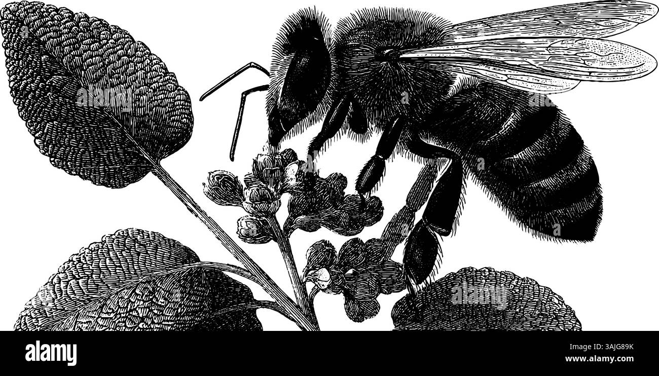 Gravure détaillée de fleur de pollinisation d'abeille pour la conception de la nature et les impressions. Illustration de Vecteur