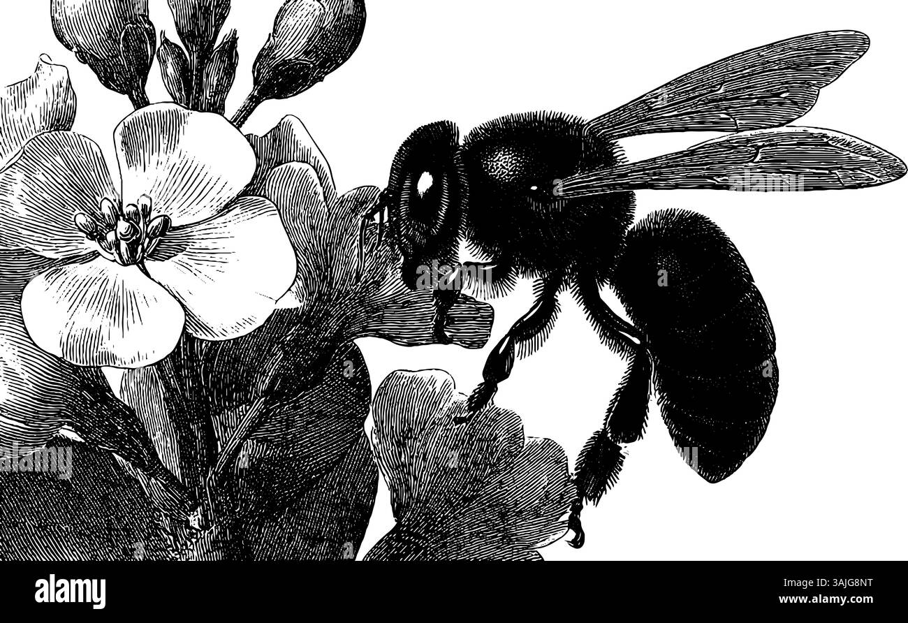 Gravure détaillée d'une abeille pollinisant une fleur pour l'art botanique et les dessins de la nature. Illustration de Vecteur