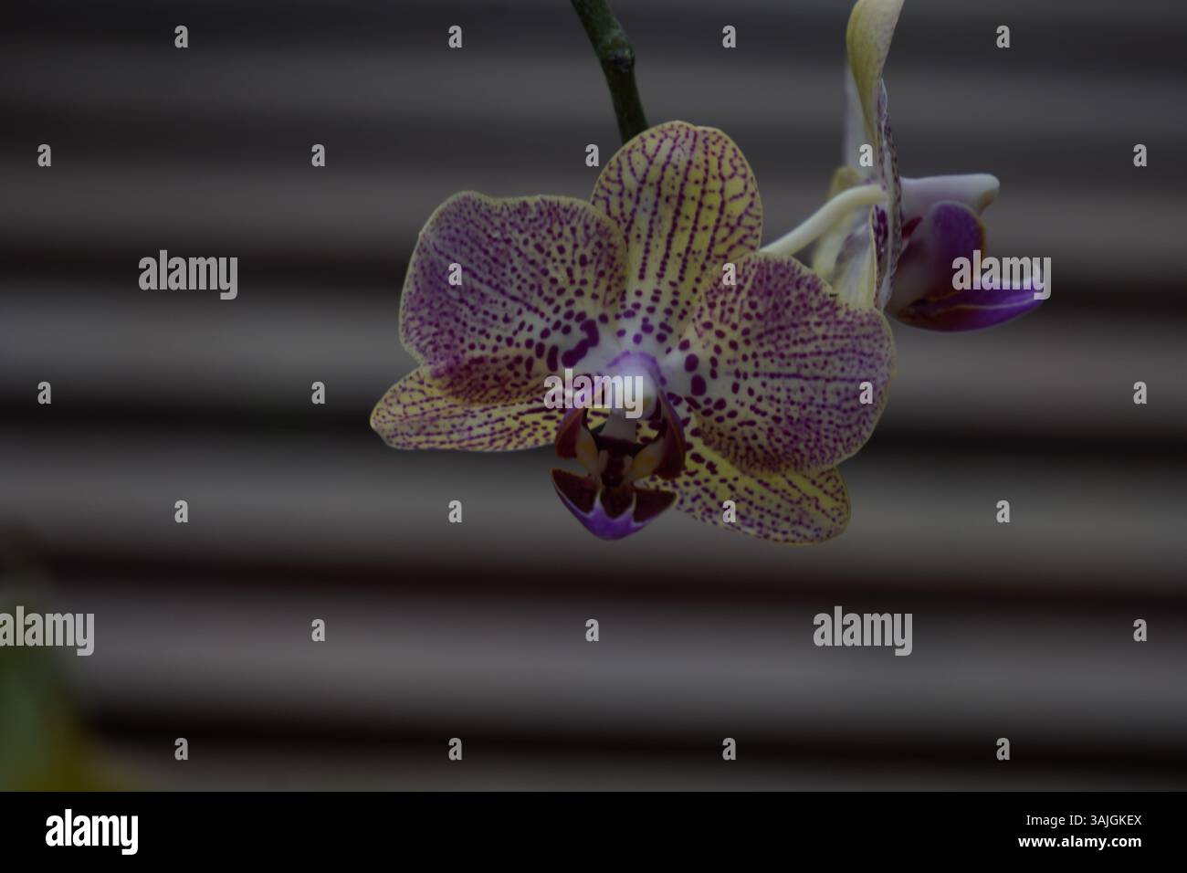 Orchidée Phalaenopsis tachetée avec pétales à motifs et centre violet, exposée dans un éclairage doux. Banque D'Images
