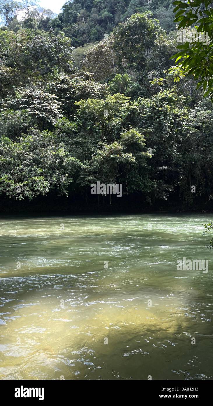Vue panoramique sur une rivière tropicale sauvage entourée d'une jungle dense et d'une eau incandescente sous la lumière du soleil. - Image de stock capturée avec un smartphone