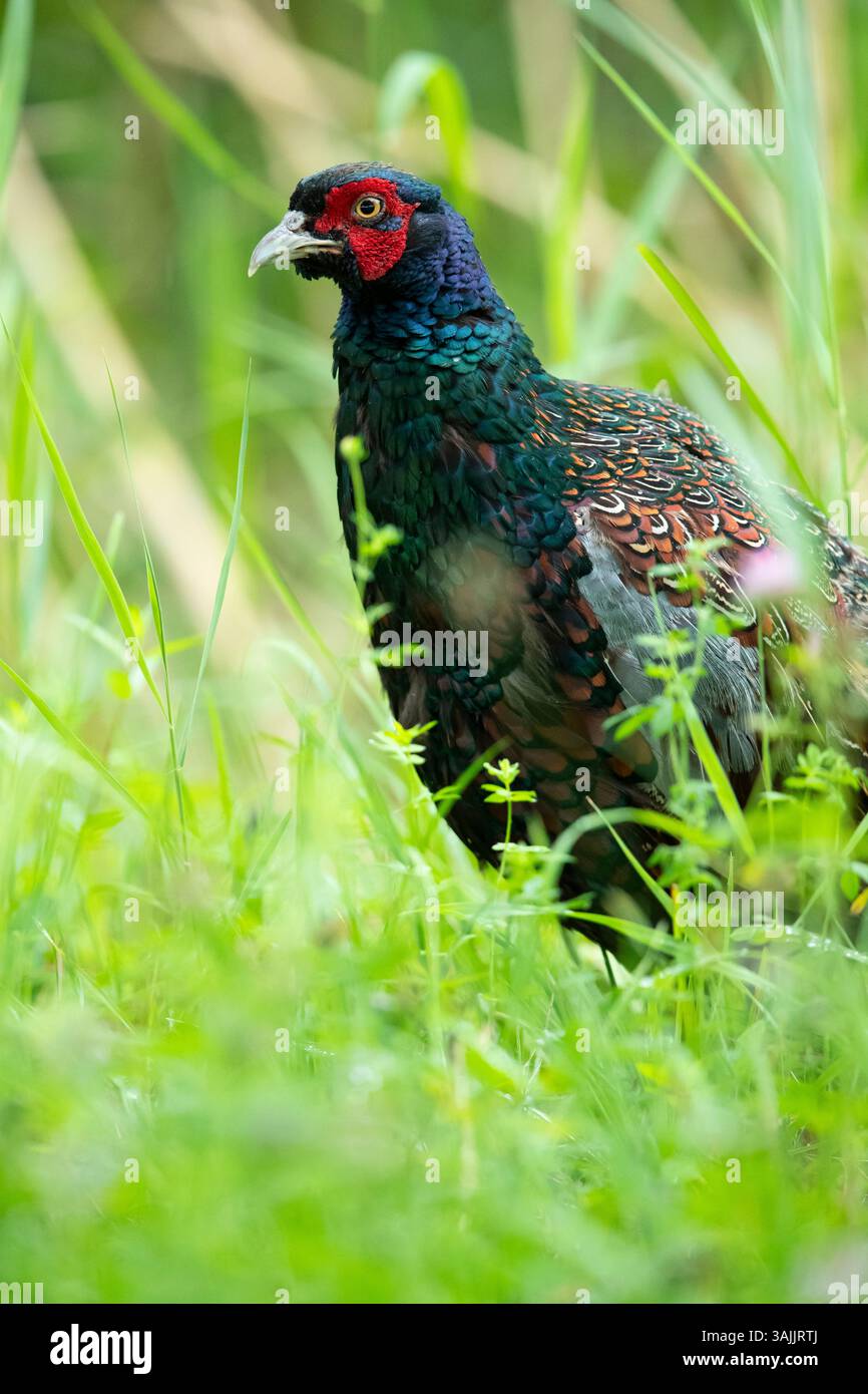 Portrait d'un faisan à tête bleue (Phasanius colchicus) Banque D'Images