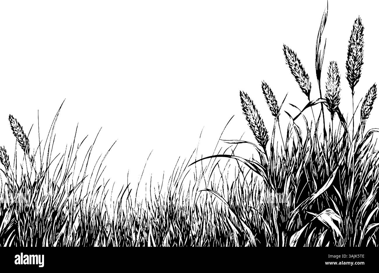 Une illustration détaillée en noir et blanc d'herbes hautes et de plantes ressemblant au blé, mettant en valeur des lignes et des textures complexes. La composition souligne la beauté naturelle de la végétation sur un fond Uni. Illustration de Vecteur