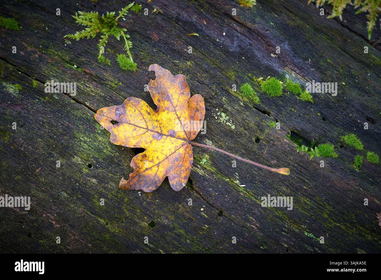 Feuilles d'un érable des champs, Feldahorn, Acer Campestre, avec une couleur d'automne vif sur un tronc d'arbre en automne dans la forêt Banque D'Images