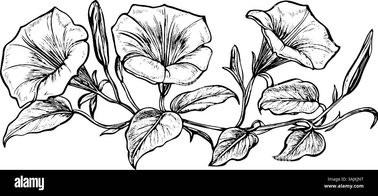Une illustration détaillée en noir et blanc de fleurs de gloire matinale avec des feuilles et des bourgeons, mettant en valeur leurs formes et textures complexes. Illustration de Vecteur