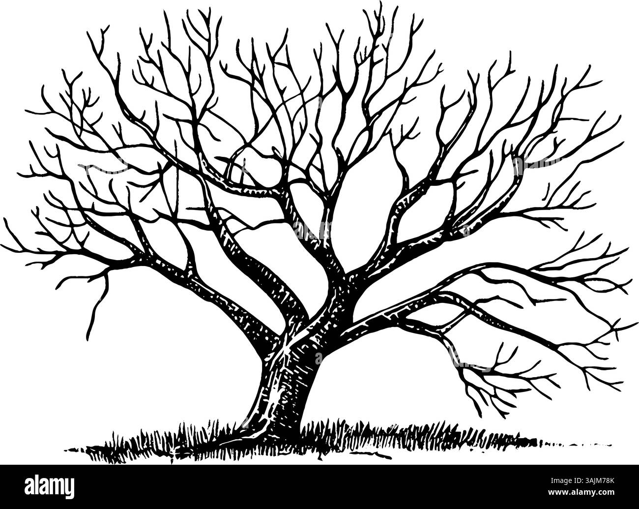 Illustration détaillée en noir et blanc d'un arbre sans feuilles avec des branches complexes et un tronc texturé, sur un fond Uni. Illustration de Vecteur