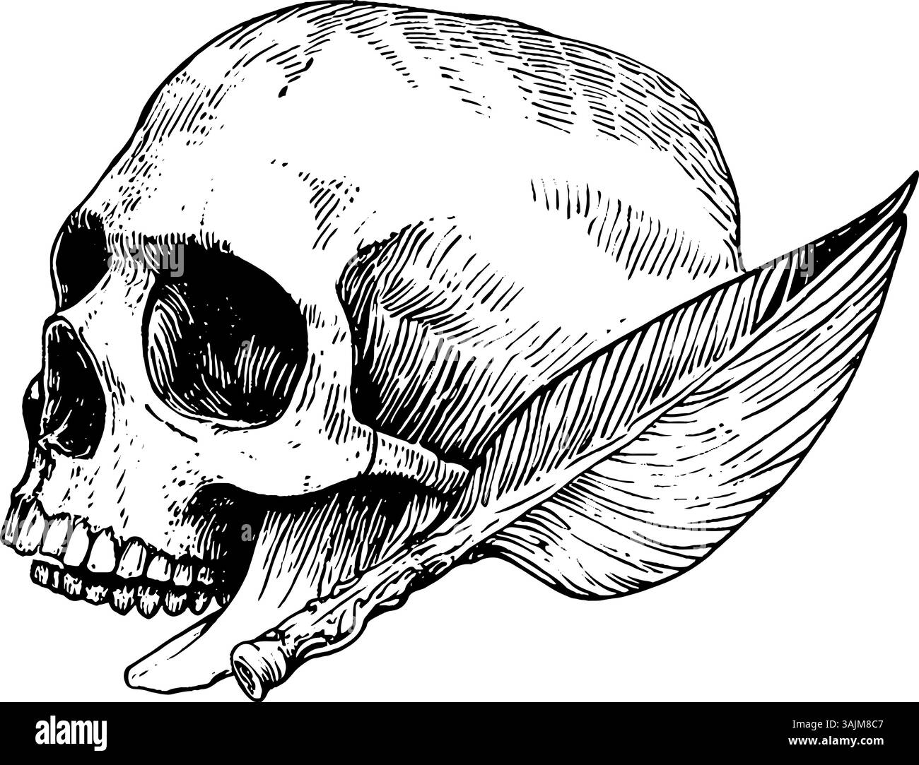 Illustration détaillée d'un crâne humain avec un stylo à plume reposant contre lui, symbolisant le lien entre la mort et l'écriture ou la créativité. Illustration de Vecteur