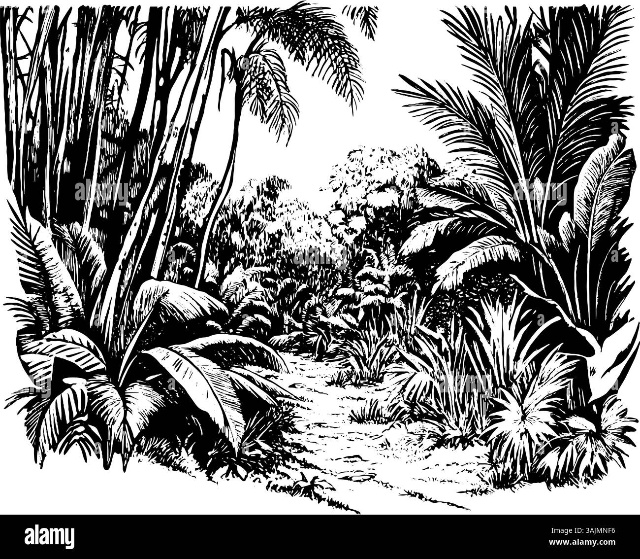 Une illustration détaillée en noir et blanc d'une jungle luxuriante, avec de grands palmiers, un feuillage dense et un chemin sinueux à travers la verdure. Illustration de Vecteur