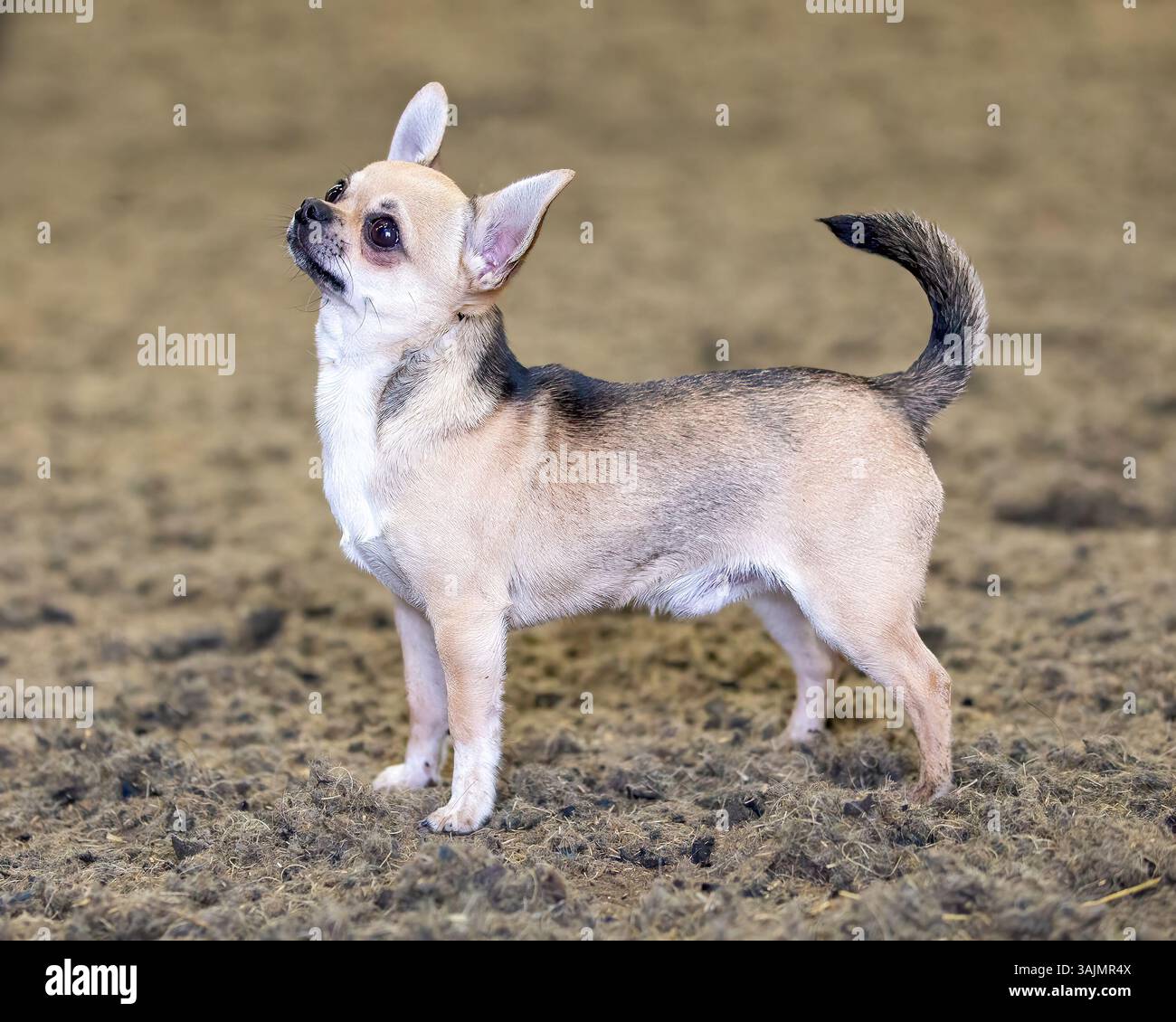 Mignon petit chien Chihuahua Banque D'Images