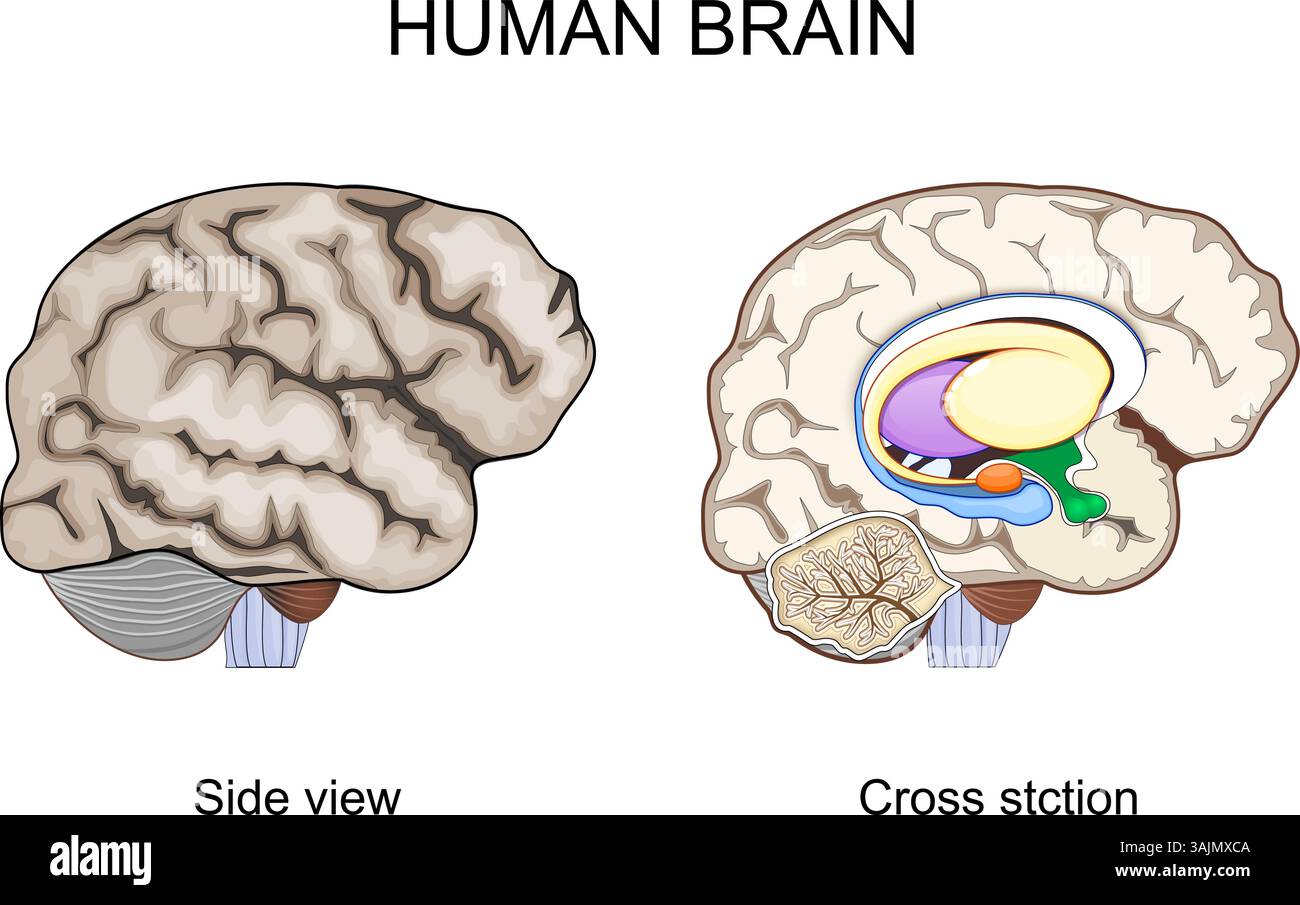 Anatomie cérébrale. Vue en coupe. Vue latérale d'un cortex cérébral. Le système nerveux central. Neuroanatomie. Structures cérébrales humaines. Schéma de principe. Illustration de Vecteur