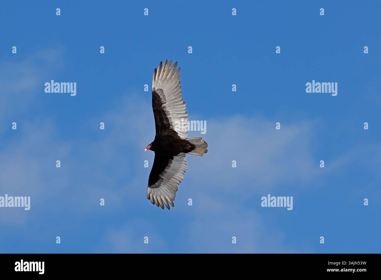 Vautour de turquie (Cathartes aura), Maryland Banque D'Images