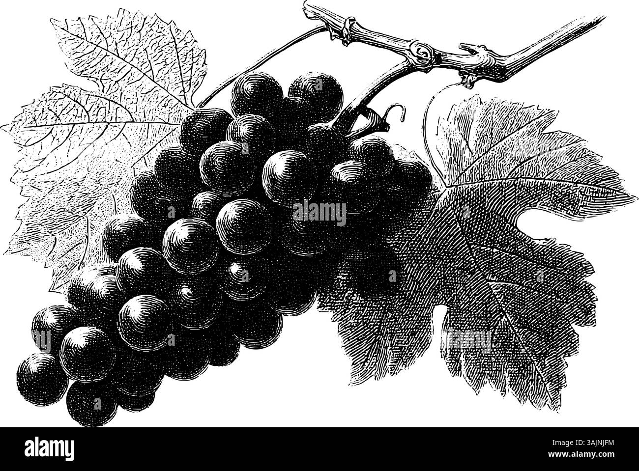 Illustration vintage de grappe de raisin et de feuilles en noir et blanc. Illustration de Vecteur