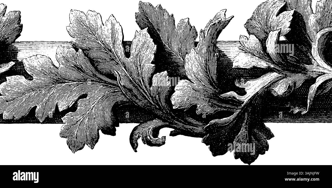 Illustration botanique vintage complexe de feuilles de chêne ornées en noir et blanc. Illustration de Vecteur