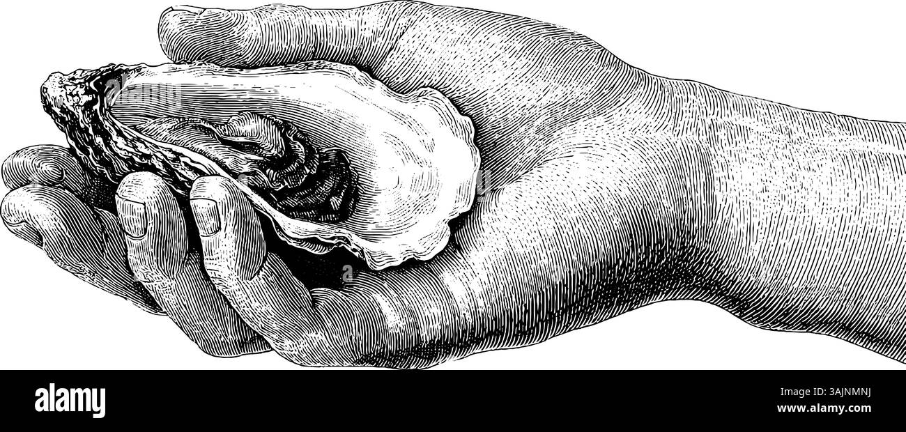 Illustration vintage détaillée de la main tenant une huître ouverte. Illustration de Vecteur