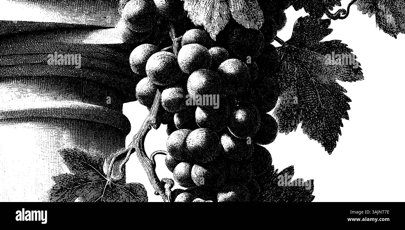 Gravure noire et blanche complexe des raisins et des feuilles. Illustration de Vecteur