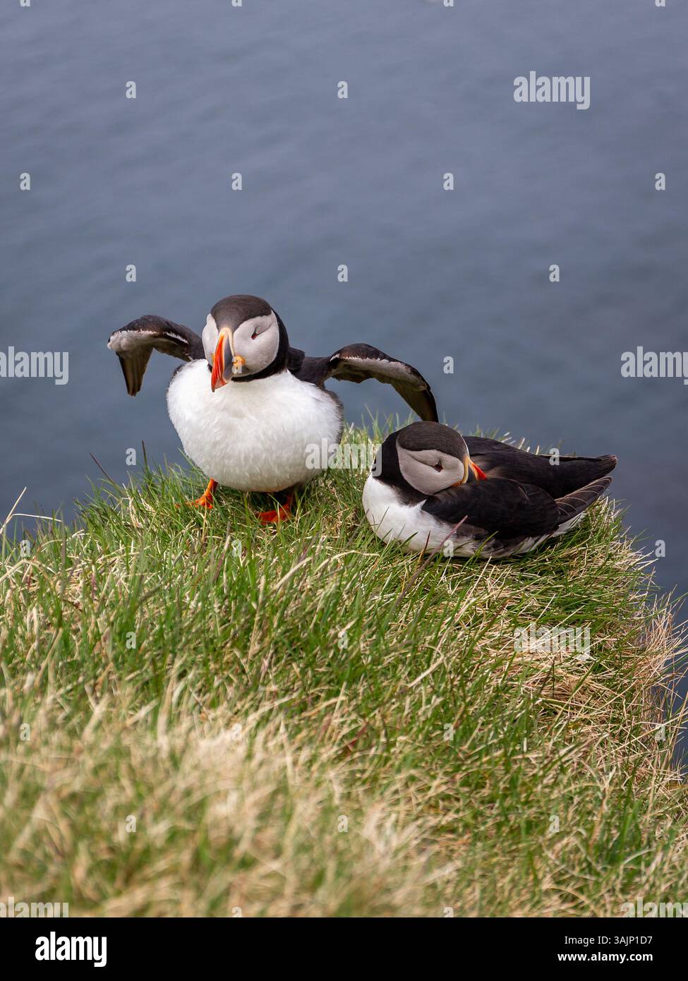 Macareux de l'Atlantique (Fratercula arctica, macareux commun), assis et nichant sur les falaises herbeuses de Latrabjarg en Islande avec les eaux de l'océan Atlantique. Banque D'Images