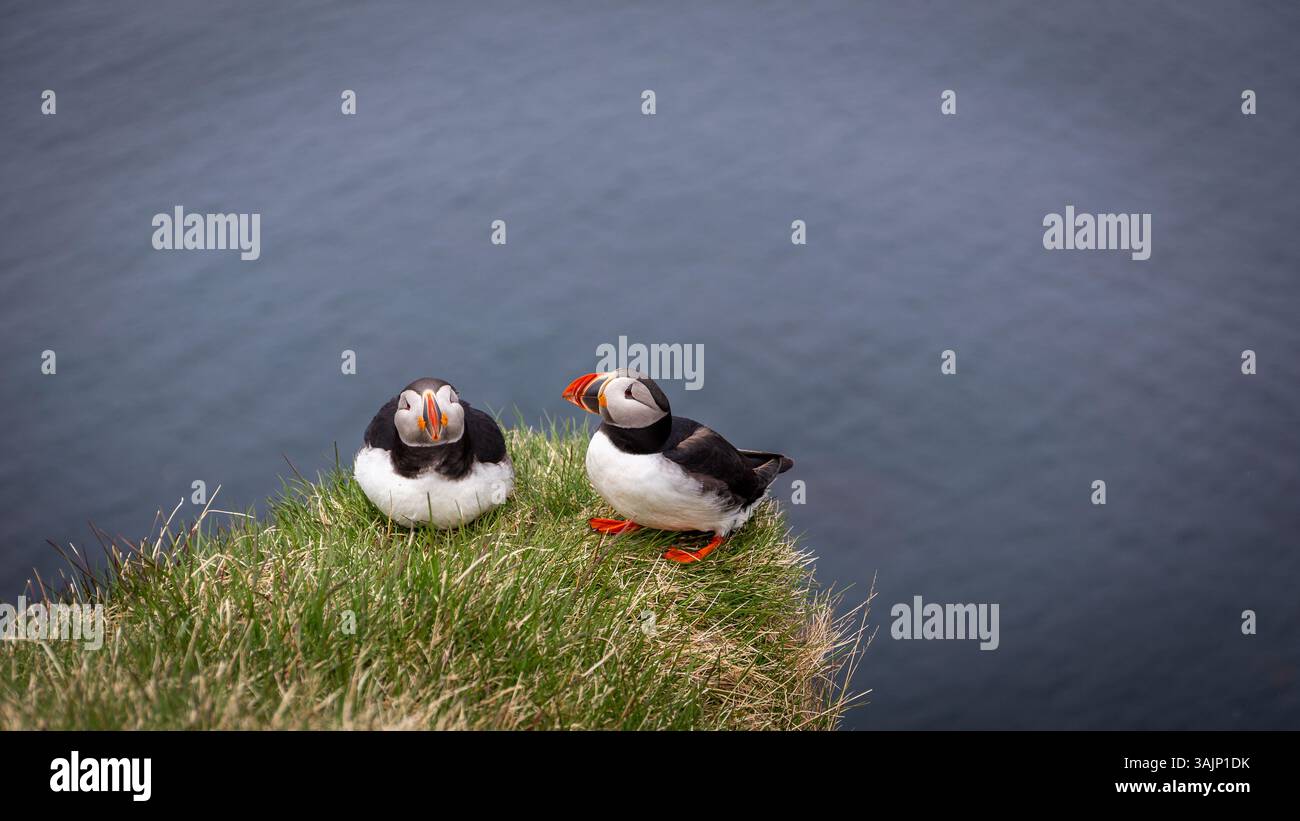 Paire de macareux de l'Atlantique (Fratercula arctica, macareux commun), assis et nichant sur les falaises herbeuses de Latrabjarg en Islande avec les eaux de l'océan Atlantique. Banque D'Images