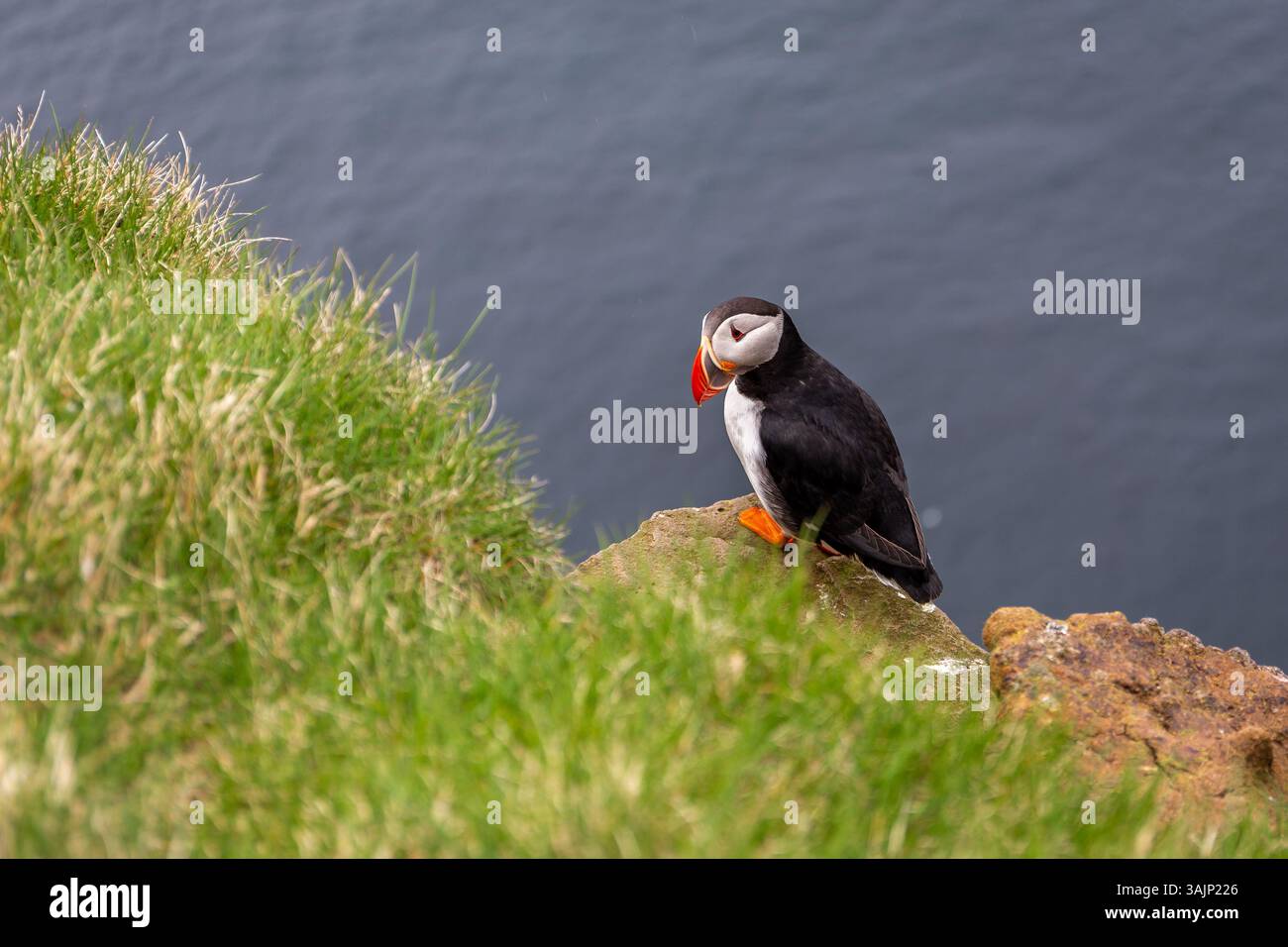 Macareux de l'Atlantique (Fratercula arctica, macareux commun), assis et nichant sur les falaises herbeuses de Latrabjarg en Islande avec les eaux de l'océan Atlantique. Banque D'Images
