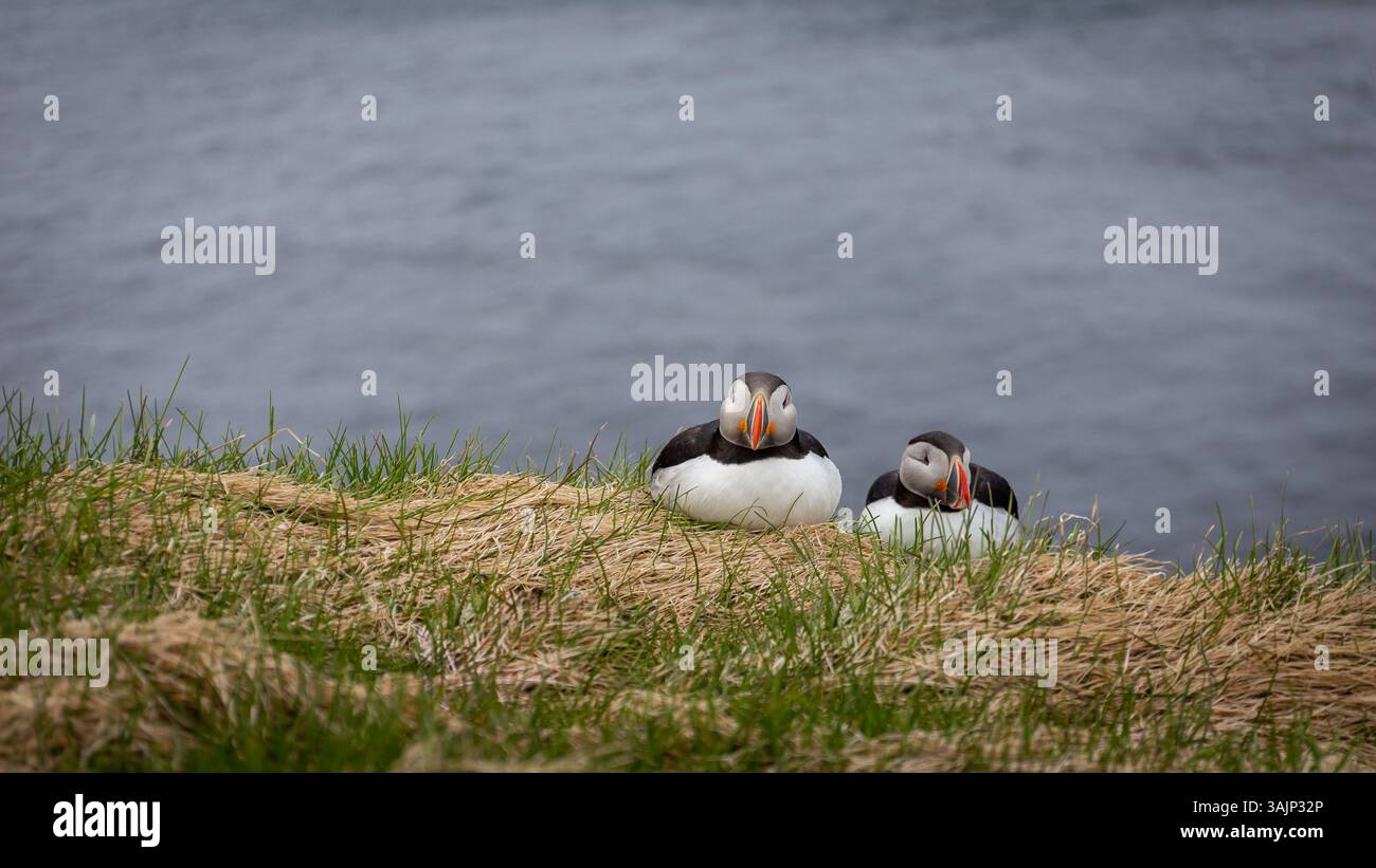 Paire de macareux de l'Atlantique (Fratercula arctica, macareux commun), assis et nichant sur les falaises herbeuses de Latrabjarg en Islande avec les eaux de l'océan Atlantique. Banque D'Images