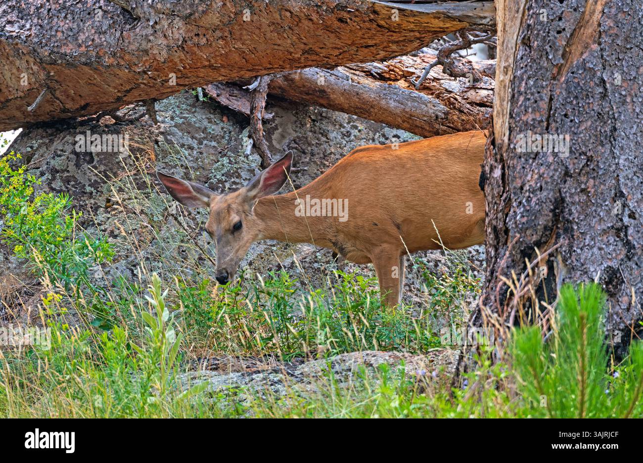 Cerf muet errant dans la forêt au Devils Tower National Monument dans le Wyoming Banque D'Images