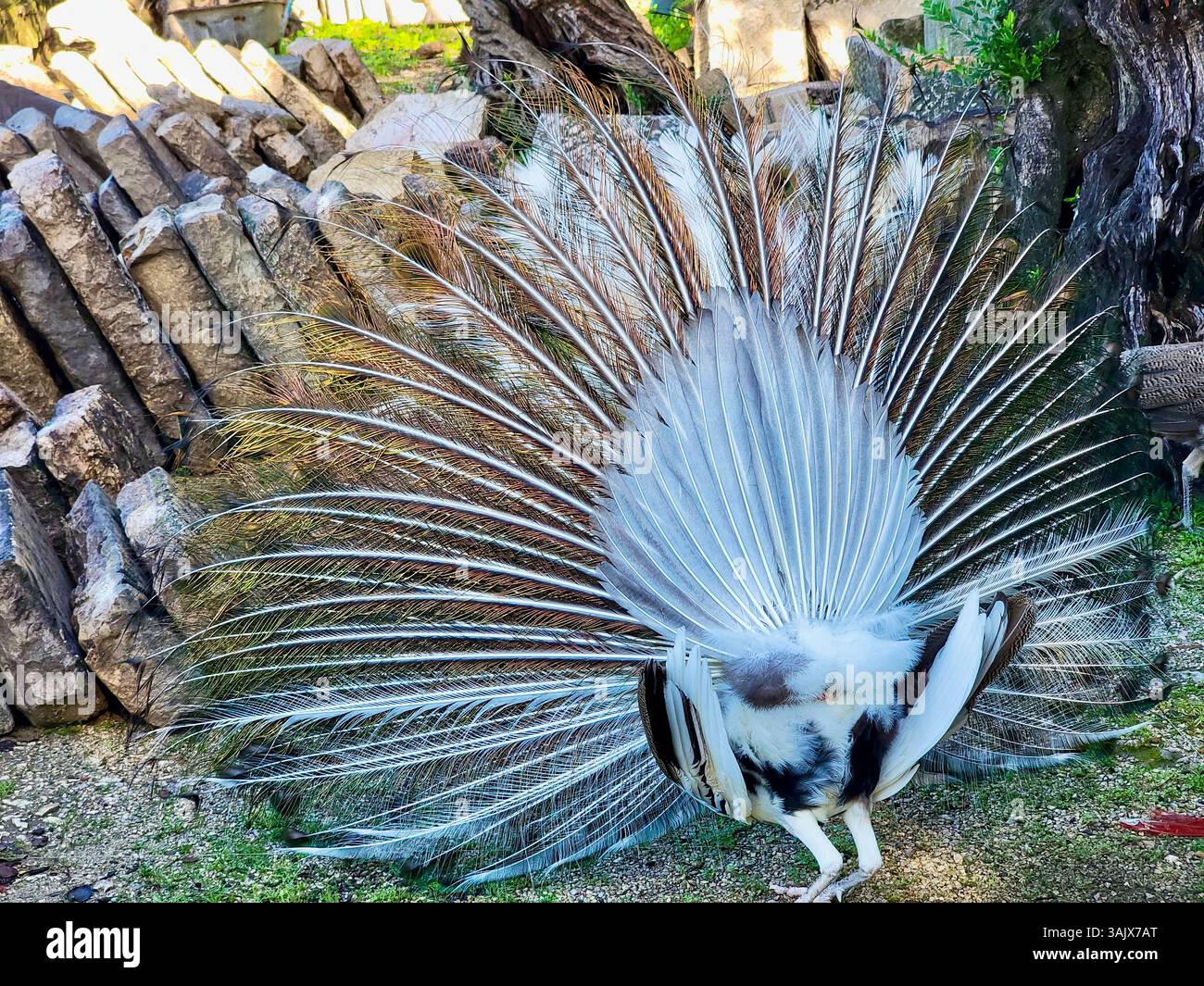 Peacock en pleine floraison par derrière, Lisbonne Portugal Banque D'Images